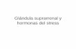 Clase 4 Endocrino Glándula Suprarrenal y Hormonas Del Stress (1)