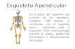 Esqueleto Apendicular diapositivas.pptx