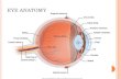 3800Lecture 1- Eye Anatomy