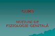 fiziologie genitalu0103