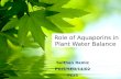 Sulthan Ramiz Role of Aquaporins in Plant Water Balance