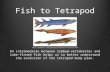 Fish to Tetrapod