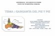 CLASE GARGANTA DEL PIE Y PIE . JAAC.pdf