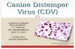 Canine Distemper Virus - Final