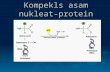 Kompleks Protein Asam Nukleat