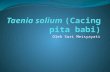 Taenia Solium (Cacing Pita Babi)(8b)