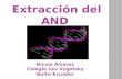 Experimento Extraccionadn Final Nicole Alvarez 101031165121 Phpapp01