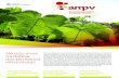 Brochura A5 AMPV br.pdf
