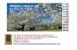 Cherry Blossom 2015.Extremadura.plasencia.jerte Valley. Spain