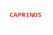 CAPRINOS - REPASO
