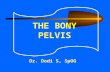 Bony Pelvis