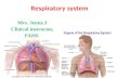 Respiratory System - anatomy