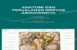 Anatomi Dan Perjalanan Nervus Abducens(Vi) - Dr. Tumpal, Sps