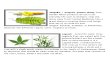 20 Herbal Medicine