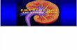 Physiology Urinary System