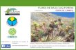 Flora Californiana Baja Resolucion