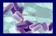 Mikro Sel Bakteri A