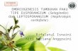Embriogenesis Tumbuhan Paku Tipe Eusporangium (Selaginella)