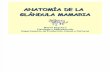 Anatomia de La Glandula Mamaria Cr7