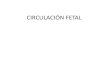 Circulacion Fetal PDF