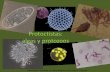 Protoctistas Algas y Protozoos