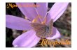 Sp 13 Liliaceae1