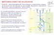 Tema 6- Gluconeogenesis (1).ppt