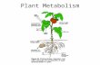 Plant Metabolites