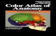39554136 Color Atlas of Anatomy Rohen