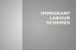 Immigrant Labour Schemes Ppt