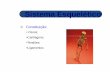 Anatomia c Sist. Esqueletico-Consideracoes Iniciais