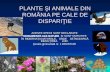 Plante si animale din Romania pe cale de disparitie.ppt