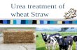 Urea Treatment of Wheat Straw