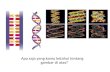 Gen, DNA & Kromosom-XII IPA-SMAN 21 Jakarta-Bu.Sondang