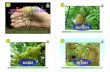 ใบความรู้ การจัดกลุ่มพืชในท้องถิ่น ป.1+209+dltvscip1+54sc p01 f20-4page