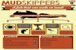 Mudskipper Presentation Boards