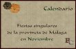 Calendario de Fiestas Singulares de Noviembre en Málaga