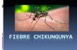 Fiebre chikungunya