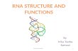types and structure of prokaryotic RNA