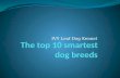 IVY Leaf Dog Kennels The Top 10 Smartest Dog Breeds