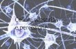 Cellule sensoriali e percezione stimoli_Giorgi_Pepoli_Presepi_4Bc