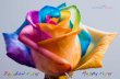 Rainbow roses (happy roses)
