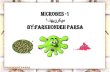 Microbes 1
