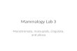 Mammalogy Lab 3