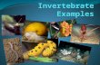 Invertebrate examples