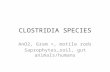 [Micro] clostridia