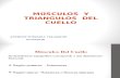 Triangulos y Musculos Del Cuello