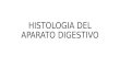 Histologia Del Aparato Digestivo (Conty)