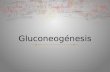 05 Gluconeogenesis