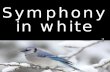 22.11.11 - 9 - Symphony in White